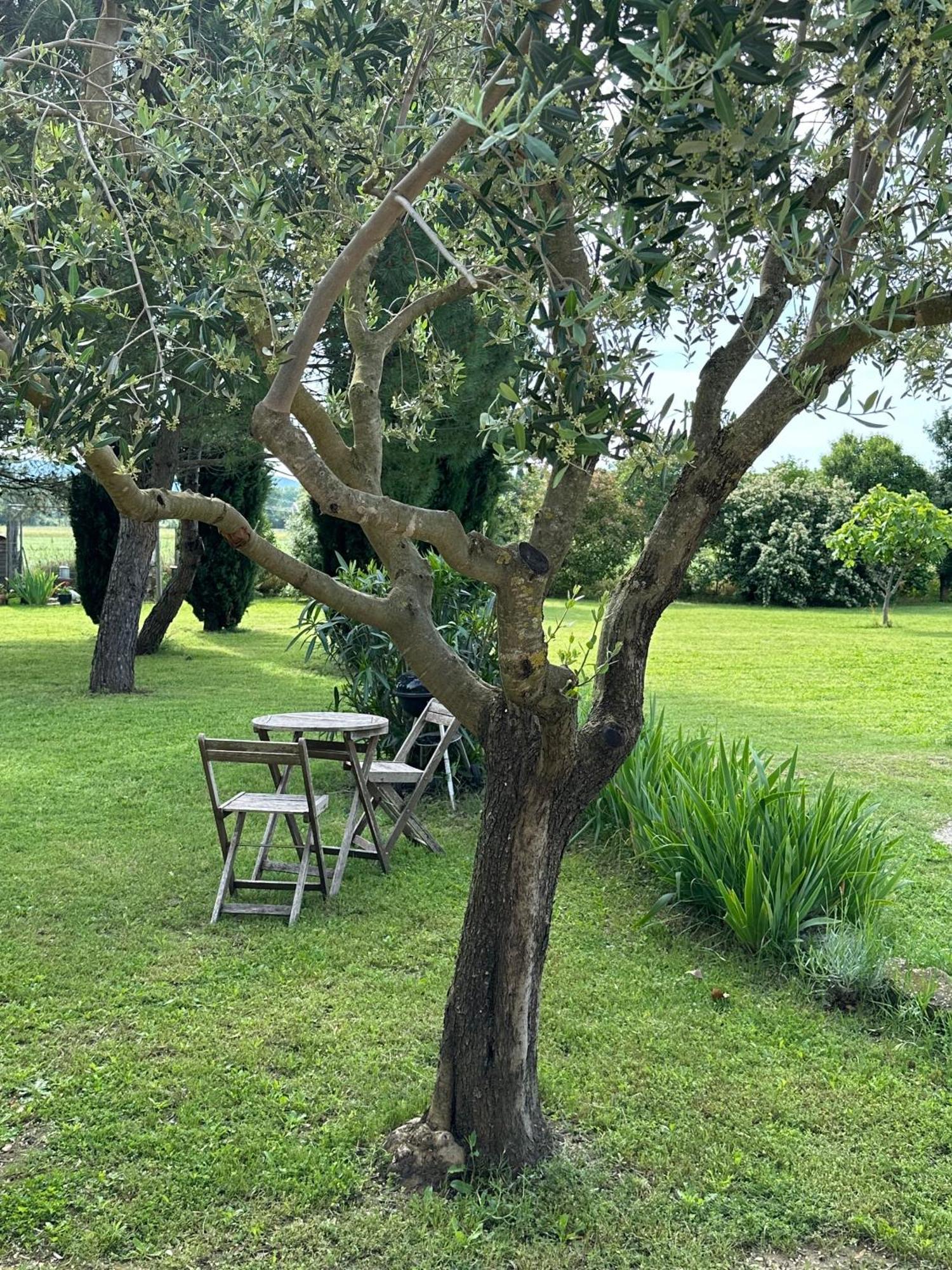 Maisonnette Independante Au Calme Dans Un Grand Jardin Châteauneuf-du-Rhône Eksteriør billede